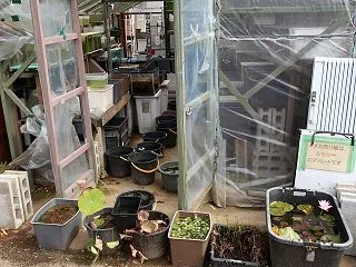 売り場をハウス前に移します。