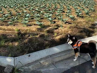 まり姫の散歩 10月13日 スポーツの秋…