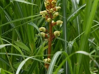 オニノヤガラ～緑色がかった花が咲いていた