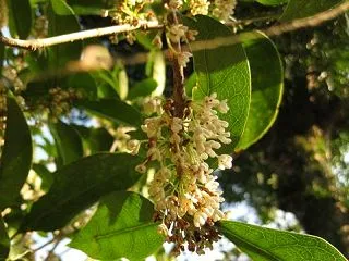 銀木犀の花