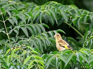 春はコムクドリだったのに.... #カワ…