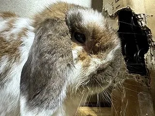 うさぎの歯、ダイヤモンドより最強説🌟＆か…