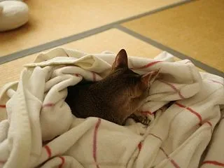 今は撮影禁止よ。
