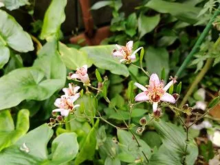 今頃、ホトトギスの花！