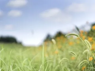 秋へ