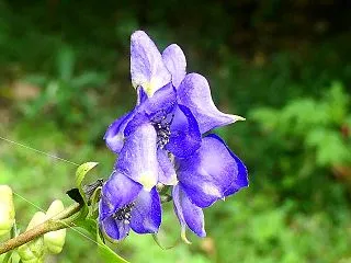 秋の野の花散歩～トリカブト他