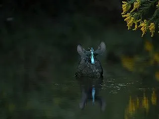 カワセミの止まり物