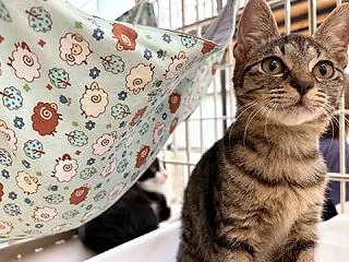 里親さんを待ってる猫たち(10/13)