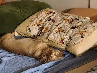 ロミもお休みなのに…