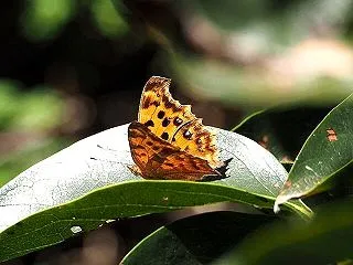 柿の実と蝶
