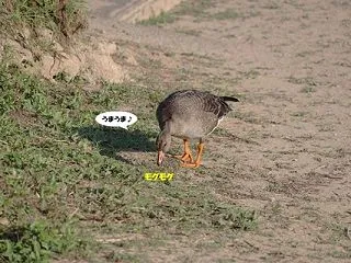 マガンのお子ちゃまが気になるオオハクチョ…