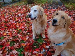 落ち葉だらけだね～🍂