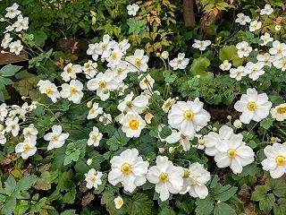インフルエンザ予防接種