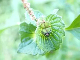 雄花と雌花に分かれています