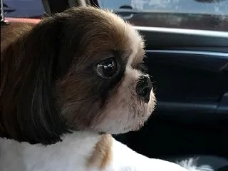 犬の手