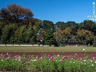 秋桜とそば畑。