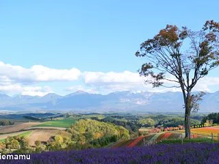 秋の四季彩の丘～10月の美瑛