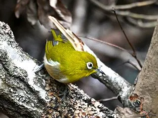 お山の野鳥！