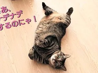 これは猫の習性らしい