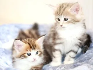 ナイラの子猫たちのオーナーさん募集中です…