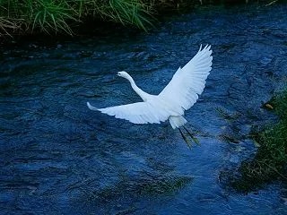 青い川面とコサギ