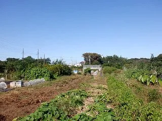 落花生（おおまさり）最終収穫です。