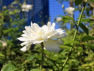 芝浦南ふ頭公園