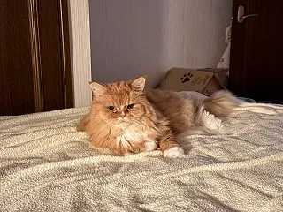 今年は大きな出費続きです😿