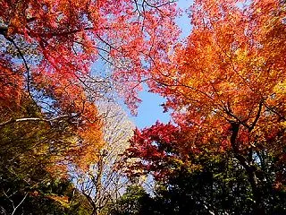 素朴な疑問…「紅葉」はなぜ「狩る」のか？