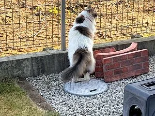 【美味しいもの】鬼まんじゅう＆ふるさと納…