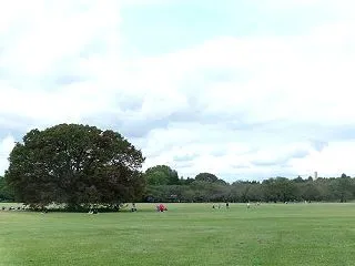 昭和記念公園の欅