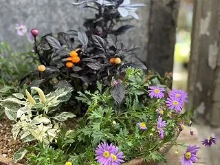 今日も少し夏みたいな日でした