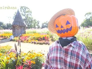 花菜ガーデンのコスモス×ハロウィン。