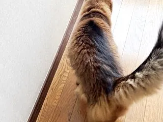 気に入ったのは…