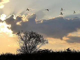 光芒と田んぼの白鳥２