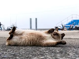 とおせんぼ。