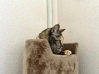 動きます！