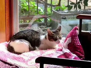 家の猫さん