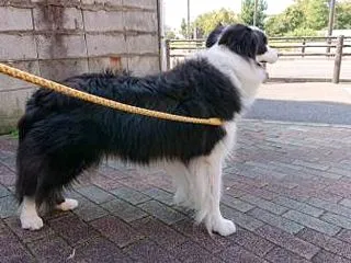 狂犬病予防接種2026
