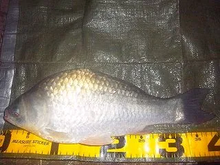 今日は浅場Pで手竿でヘラ狙い！ヘラ39㎝…