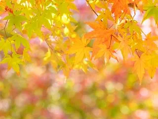 検索用情報に「国籍等」が追加されました（…