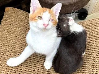 甘え上手なちび黒ちゃん