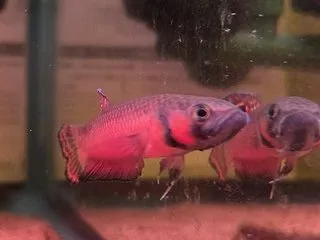 最高峰ワイルドベタ♪