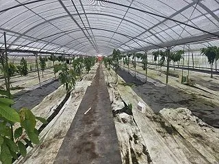 カカオ栽培農家視察