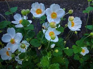 母と義母に頼る「花束ブランケット」
