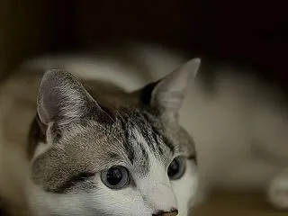 大きいつづら