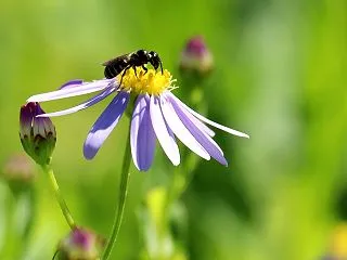 野紺菊に来た昆虫たち