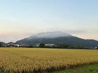 すっかり黄金色になりました♪