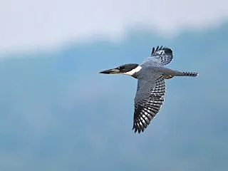 コスタリカ野鳥紀行2026年 その19 …