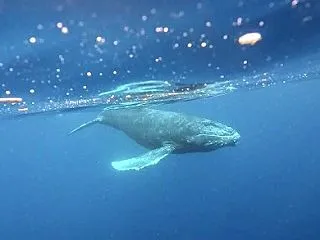 ２０２７ホエールスイム ご予約について